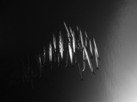 Wall Meditations #1